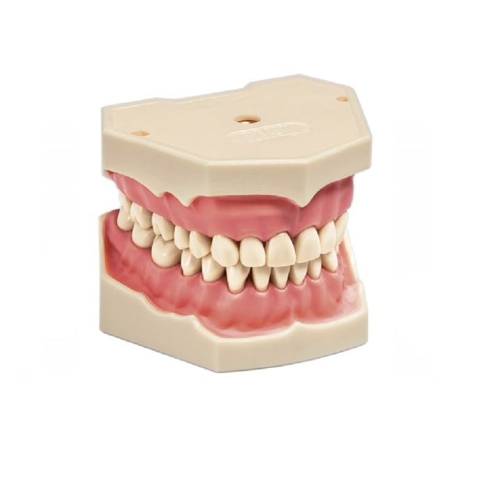 AG-3 Z 32 MODEL TEETH WITH SCREWS