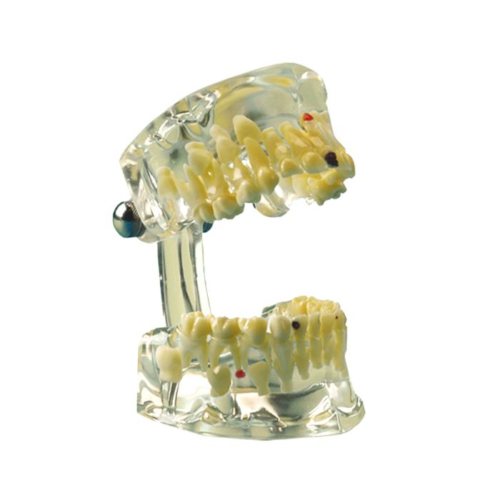 STUDY MODEL TRANSPARENT H&W  Child 355643